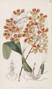 Oncidium amictum by Miss Drake
